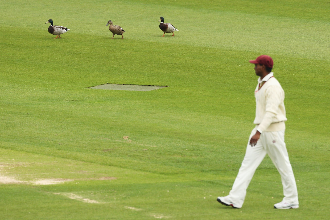 Sometimes you're out for a duck, sometimes the ducks are out for you