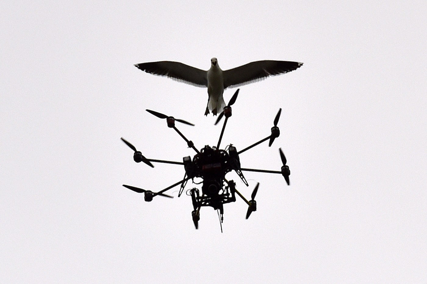 Playing in a stadium near you: the drone wars, starring Steven Seagull
