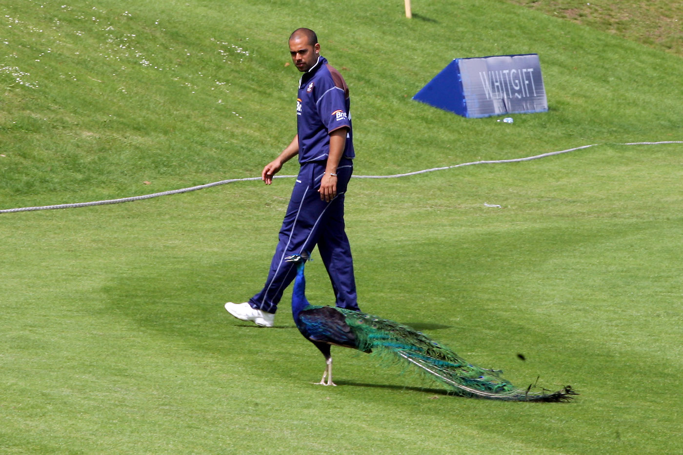 Surrey's Scott Newman eyes the long tail of the opposition
