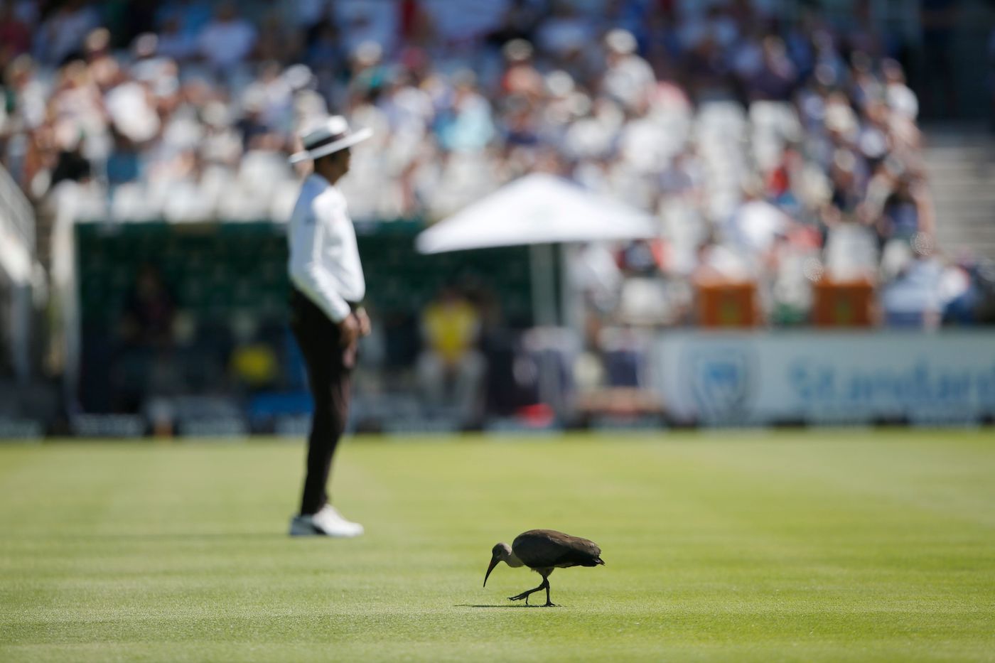 Harry the Newlands hadeda works on his pitch report during the South Africa vs England Test earlier this year