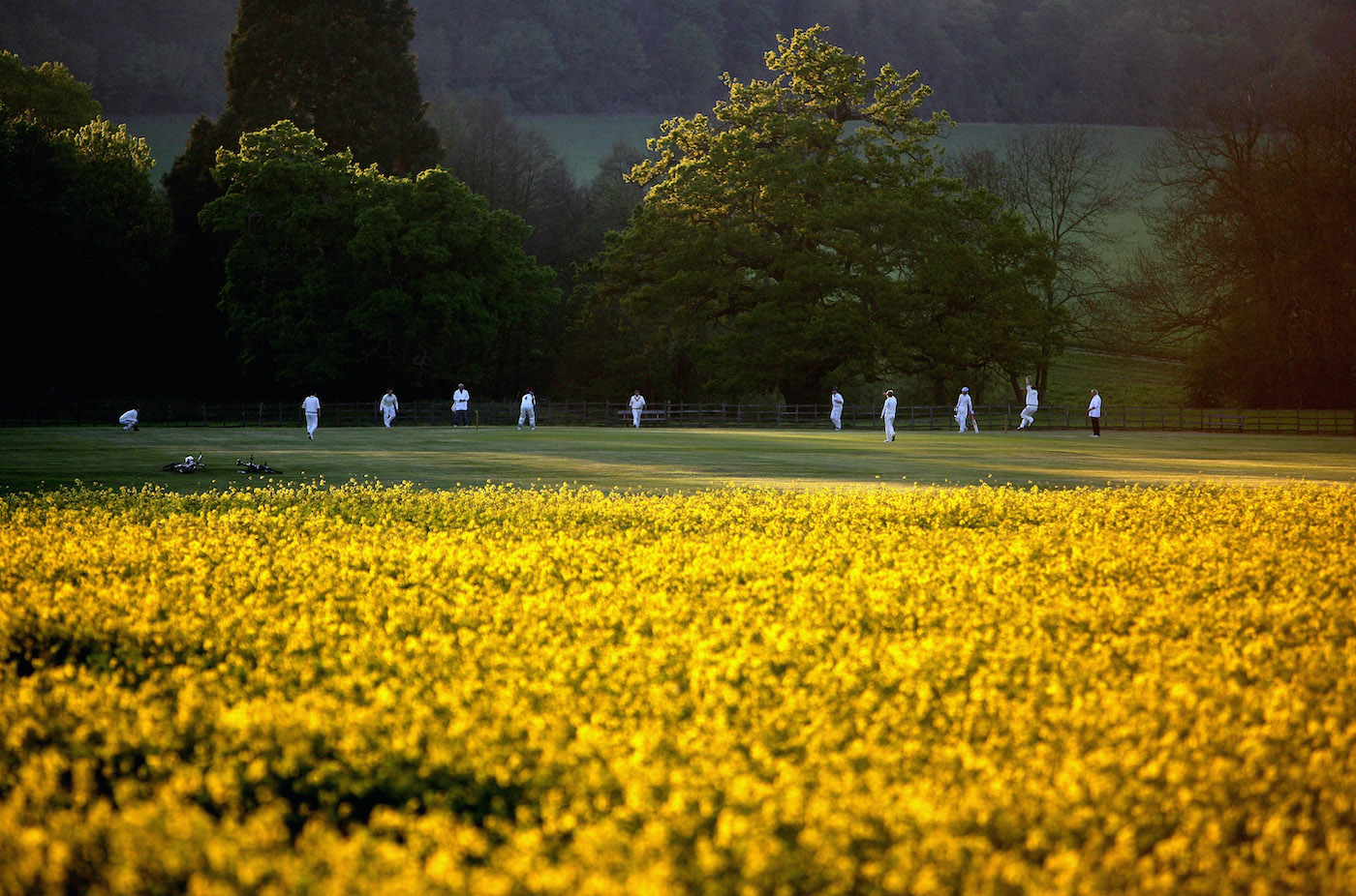 It was all yellow: a sight to inspire Coldplay