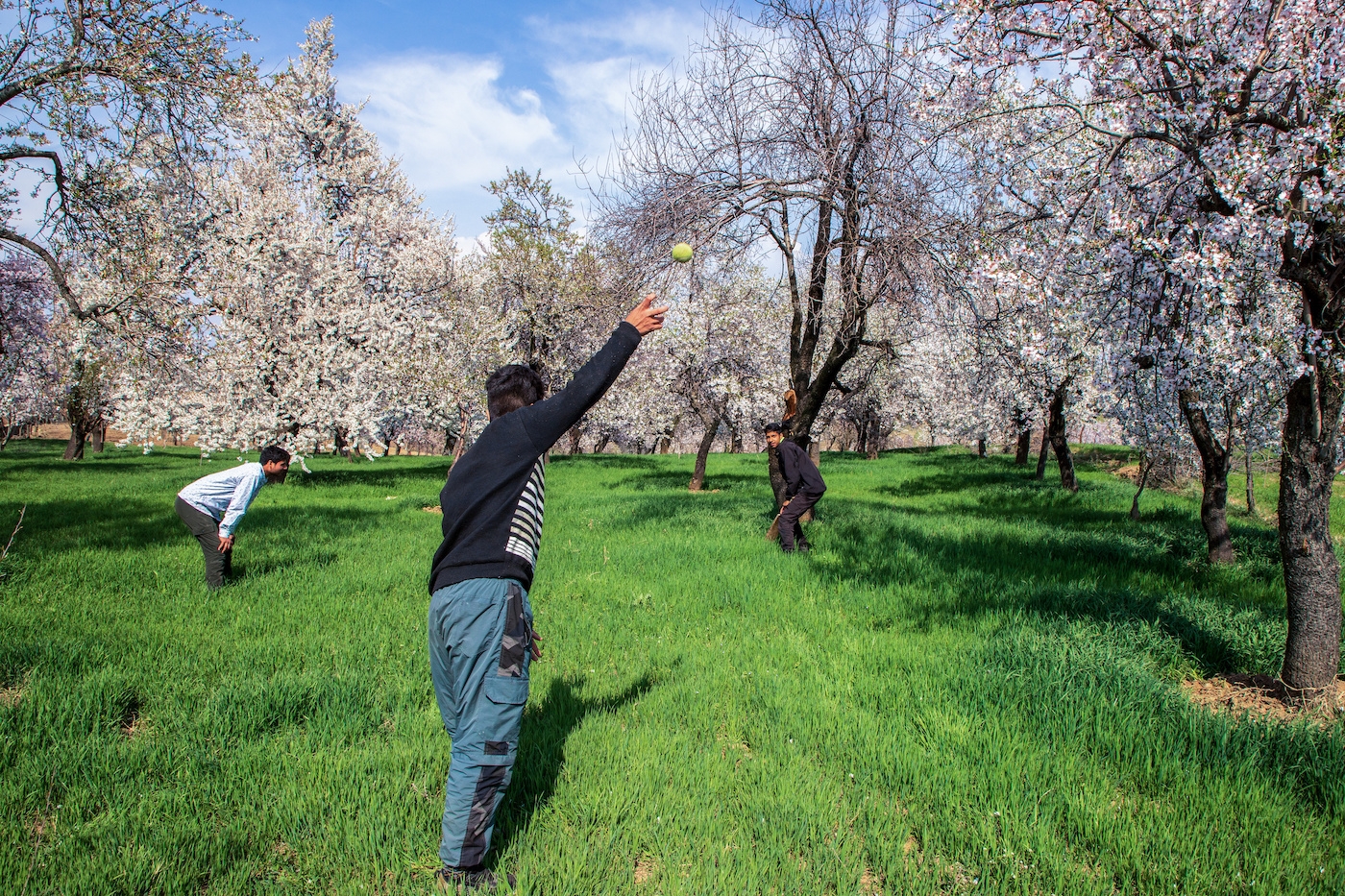 Things that go bloom: Kashmir's almond blossoms could rival Japan's sakura season